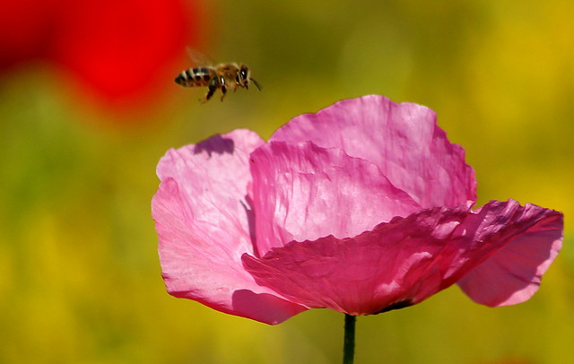 Honey bee flying to a poppy