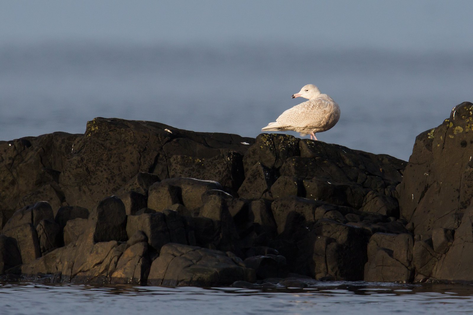 Larus hyperboreus | Glaucous Gull | vittrut