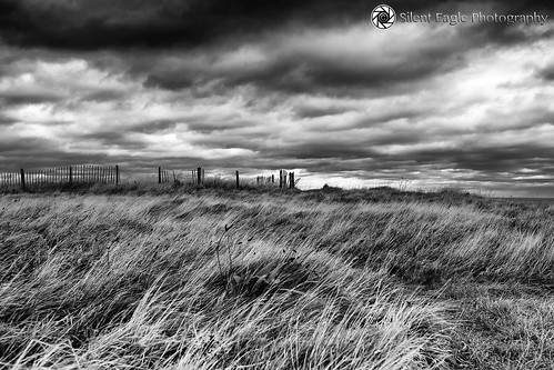 silenteaglephotography bw monochrome northeast northumberland plants sky clouds mood abandoned dream wind weather abandonedfence ep0100 ƒ56 1100 iso50 england