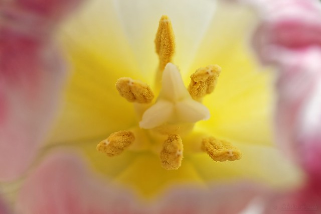 Heart of tulip - Coeur de tulipe