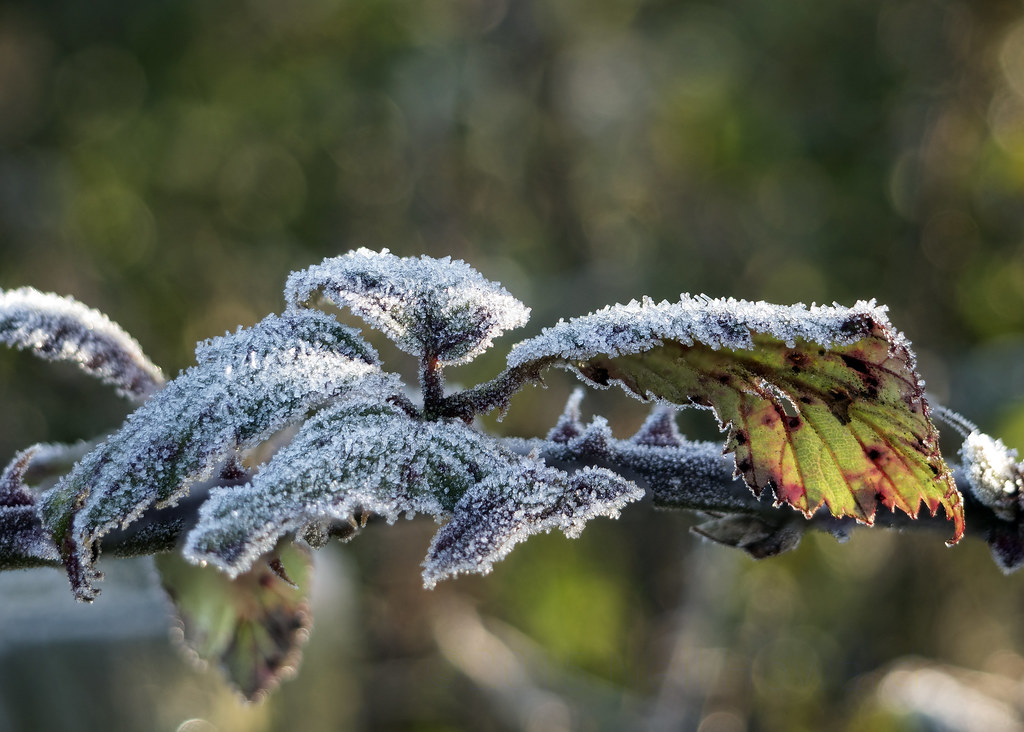 frost on a Blackberry leaf