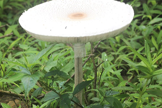 ecosystem/flora/Parasol Mushroom(Macrolepiota procera(Scop.)Singer 1948