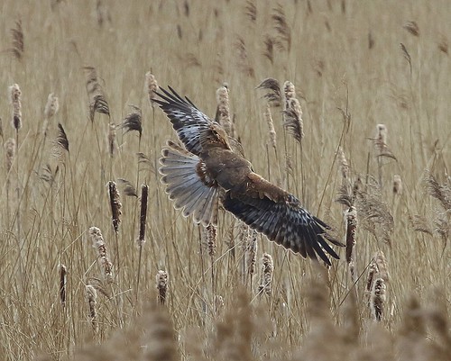 Marsh Harrier | by mmuggs44
