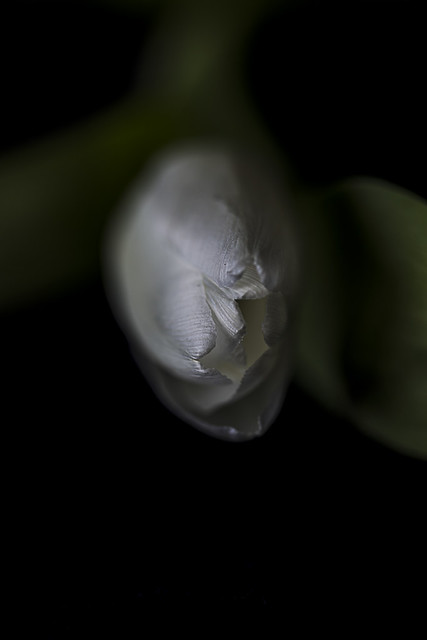 white tulip @ home