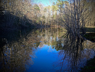 75/366 Backyard Pond Reflections