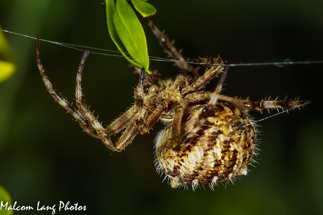 Orb Weaver Spinning a Web