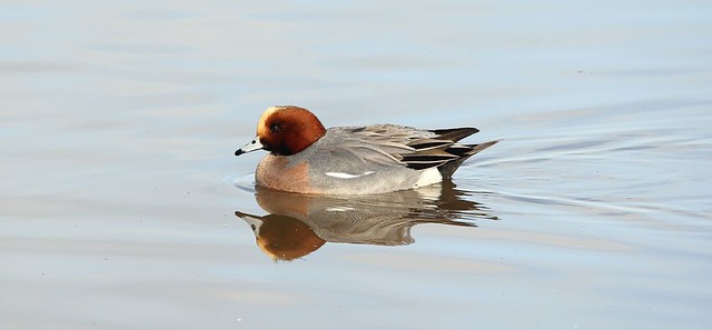 Wigeon Drake with reflection I