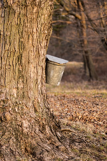 Maple sap bucket
