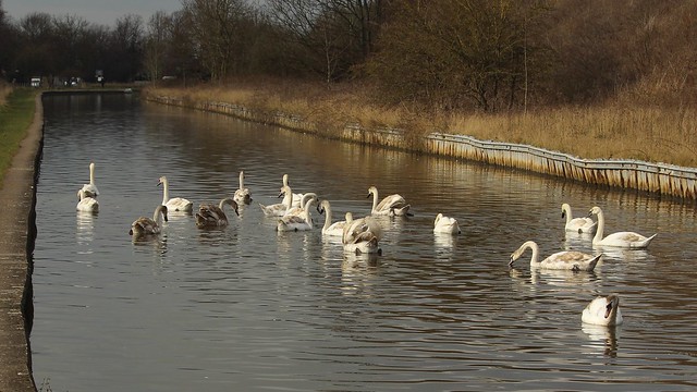 Middlewich Swans_03