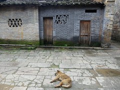 napping dog, Xiamei village