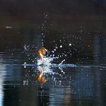 カワセミ  Kingfisher