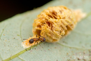 Ant (Tetramorium sp.) - DSC_6337