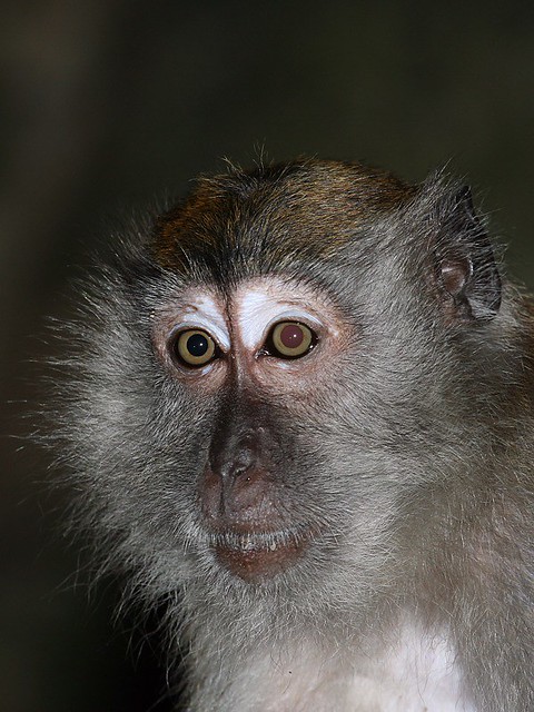 Wild monkey near Kuala Lumpur