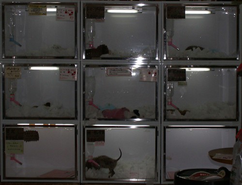 Pet store | by starempiresgm