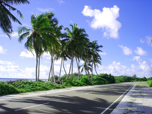 Coconut palms in the island Gaukendi