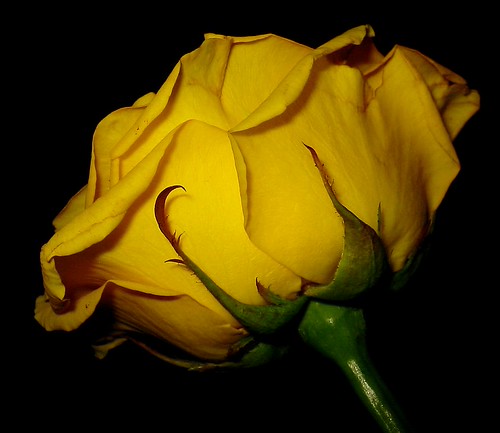 backside | by karin_b1966