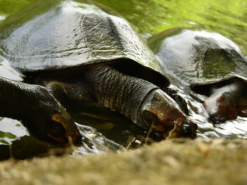 Amazon Turtles | by amrocha