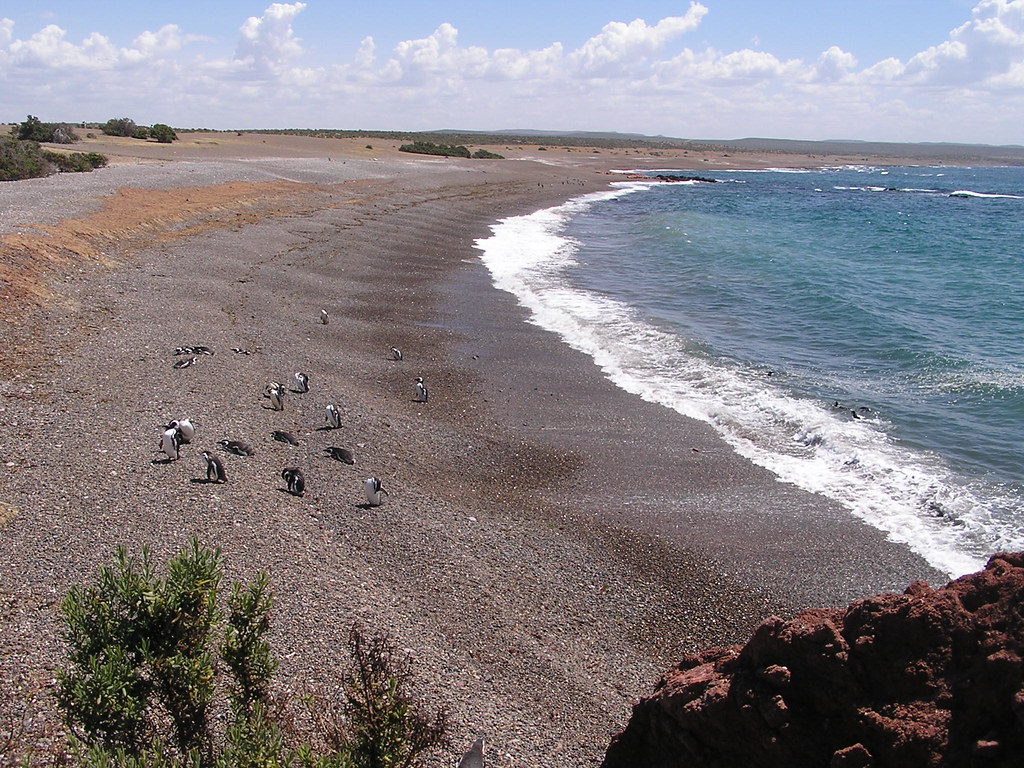 Argentina Pinguinos en Punta Tombo 83