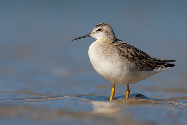 Phalaropus tricolor | Wilson's Phalarope | präriesimsnäppa
