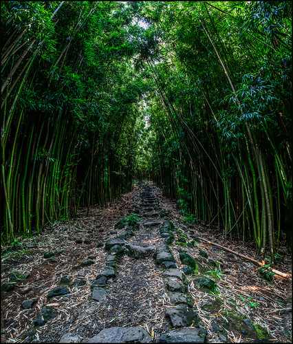 forest hawaii us vanishingpoint unitedstates pano maui bamboo trail pipiwaitrail stonesteps verticalpanorama bambooforest martinsmith haleakalānationalpark hāna nikkor2485mmf3545gedvr nikond750 ©martinsmith maui2015