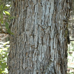 Quercus oglethorpensis 