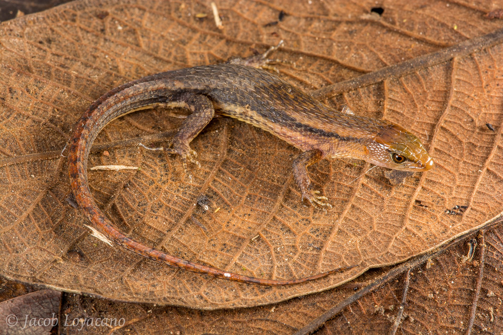 Buckley's Forest Lizard (Alopoglossus buckleyi)