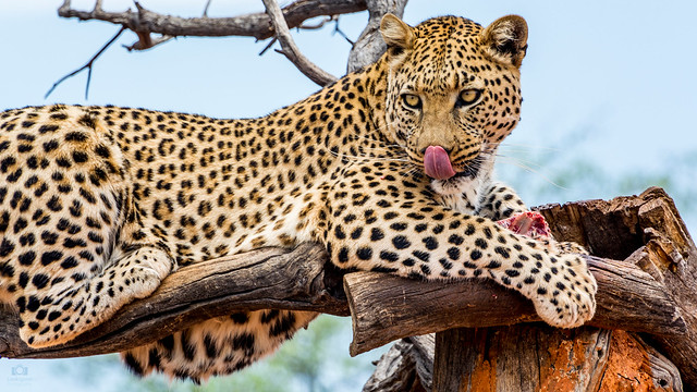Leopard Namibia 4K Wallpaper / Desktop Background