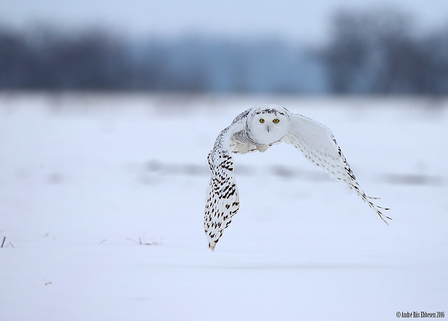 Snowy owl, Ontario Canada