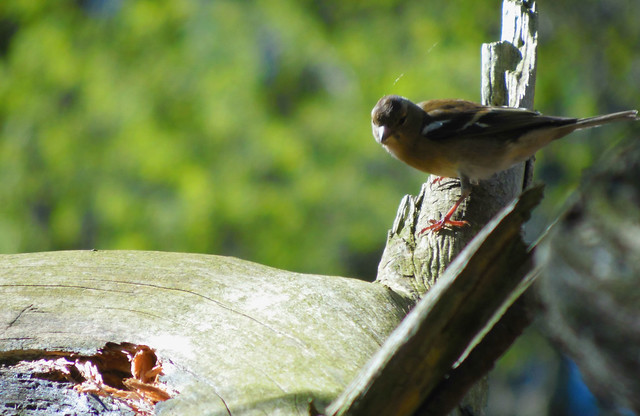 a beatiful bird on a branch