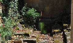 Ecrin pour une prêle, ruines de l'ancienne abbaye Saint Maurice (XIIe, XIIIe), Blasimon, Entre-Deux-Mers, Guyenne, Gironde, Aquitaine, France.