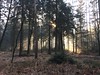 Morning Sun in the Forrest