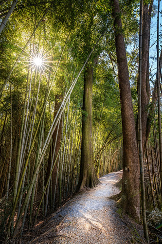 forest landscape alabama bamboo bambooforest sunstar wildernesspark prattville ef1635mmf4lisusm