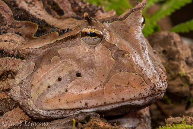 Pacman Frog (Ceratophrys cornuta)