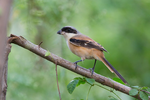 Lanius schach | Long-tailed Shrike | rostgumpad törnskata