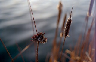Cattails at Baker's Lake [3 of 5]