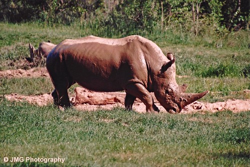 animals outdoors zoo northcarolina naturallight endangeredspecies whiterhino asheboro