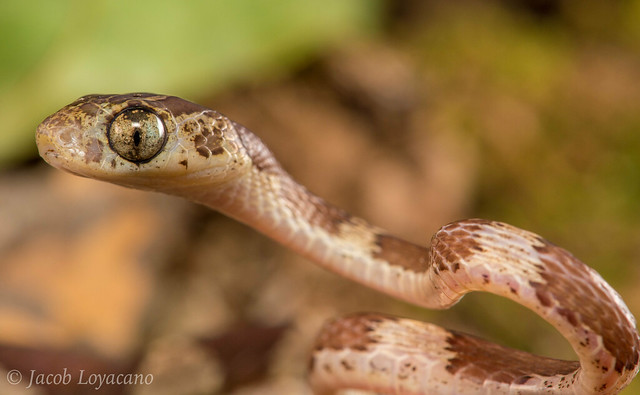 Blunt Headed Tree Snake (Imantodes cenchoa)