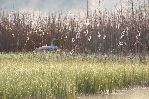 Nesting season | by jttoivonen