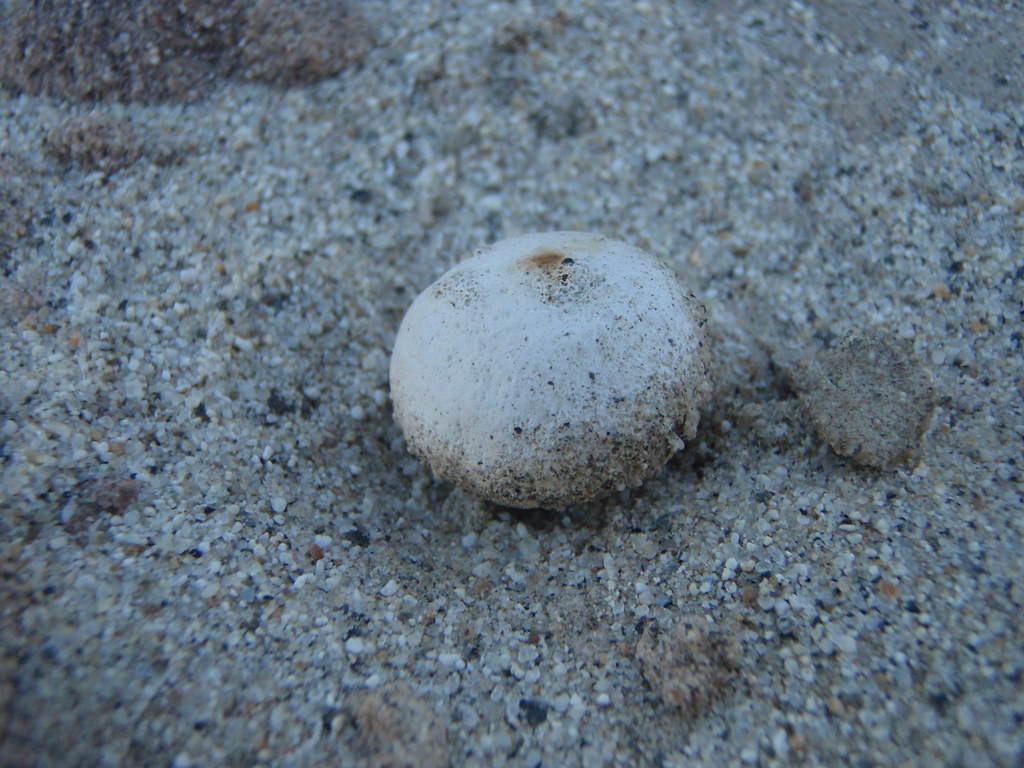 Desert Puffball mushroom (Lycoperdon spp.)