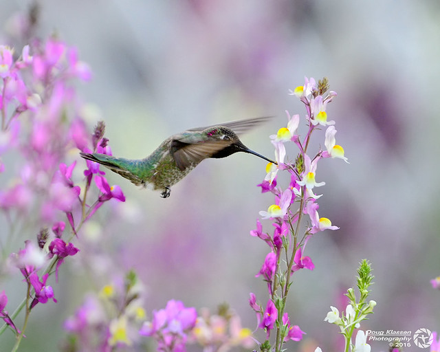 male Anna's Hummingbird with wildflowers