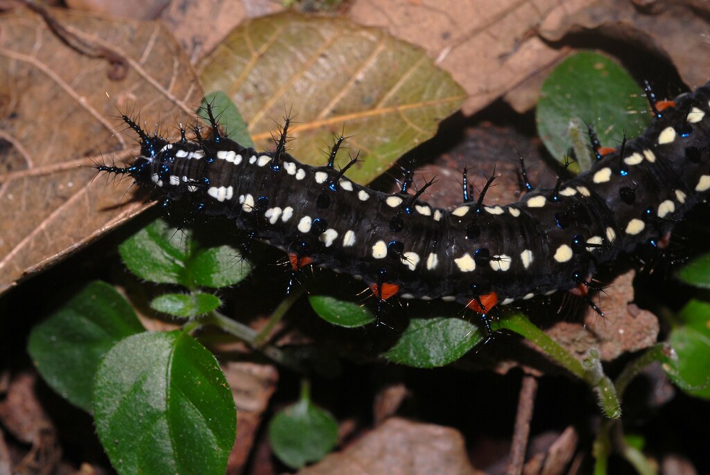 Australian Leafwing caterpillar
