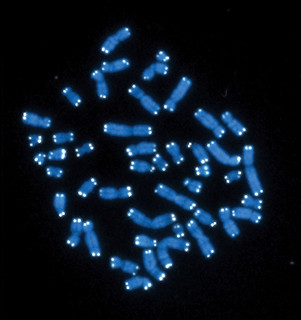 Telomeres | by National Institutes of Health (NIH)