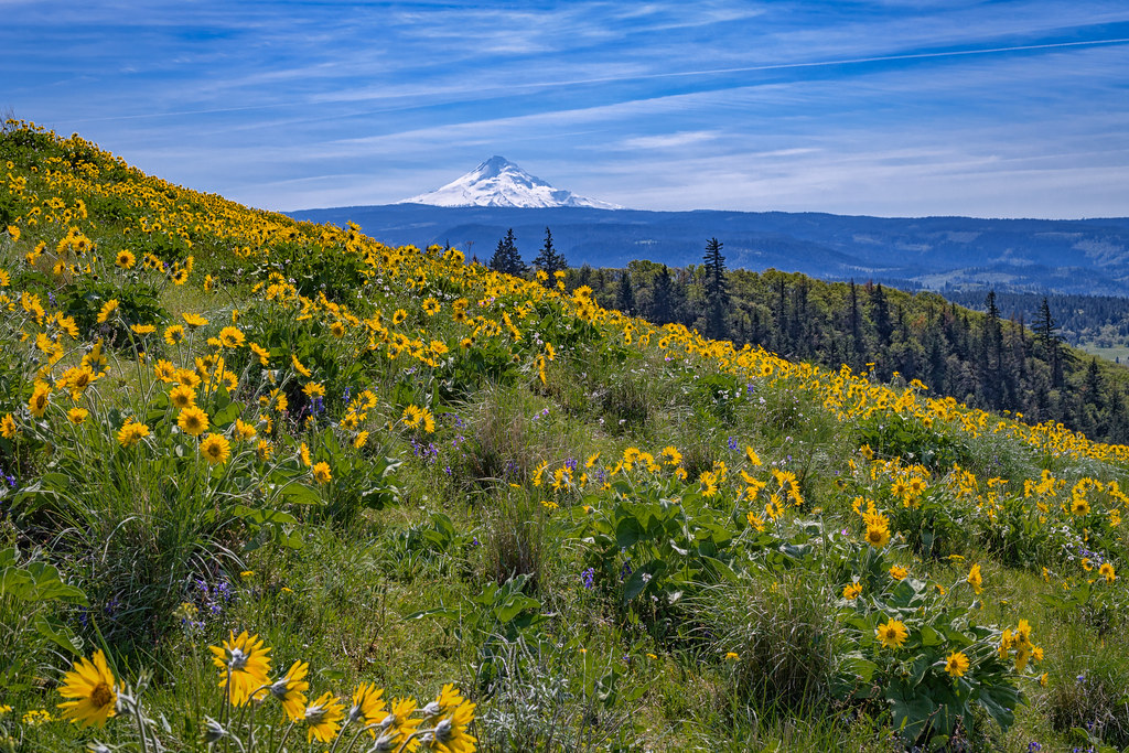 Mt. Hood and wildflowers seen along the Tom McCall Preserv… | Flickr