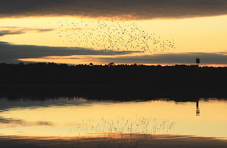 Flock of birds at sunset over the river