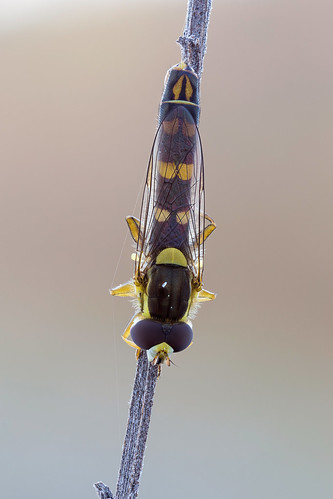 macro insect naturallight hoverfly canonmpe65mm focusstack sphaerophoriascripta canoneos6d zerenestacker rrstp243tripod kpst5d