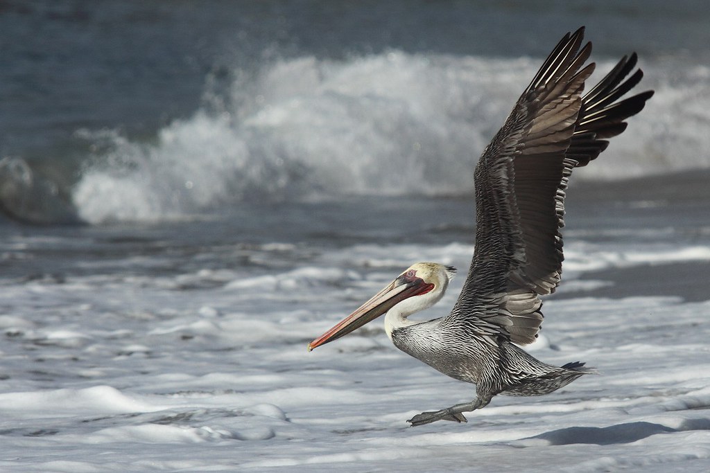 Pelecanus occidentalis | Brown Pelican | brun pelikan