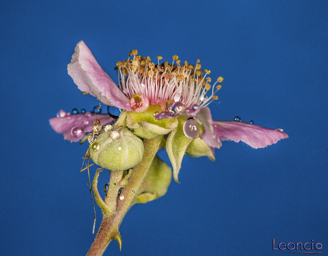 FLOR DE LA ZARZAMORA (Rubus fruticosus )