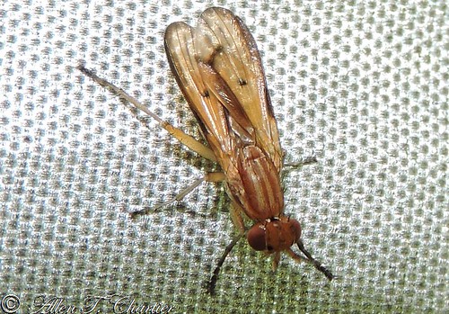 Tetanocera plebeja (Marsh Fly)