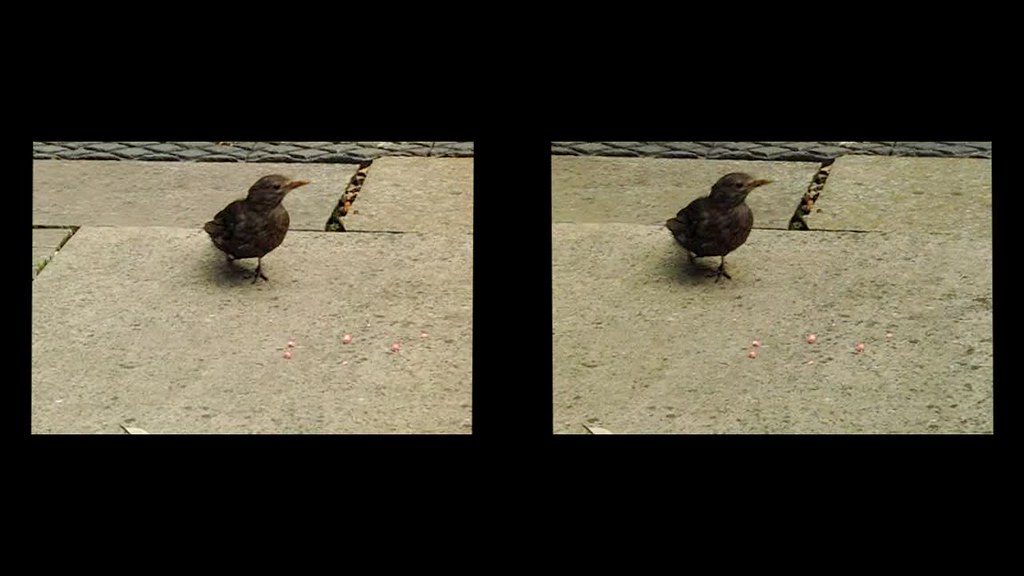 Blackbird feeding 3d - cross-view