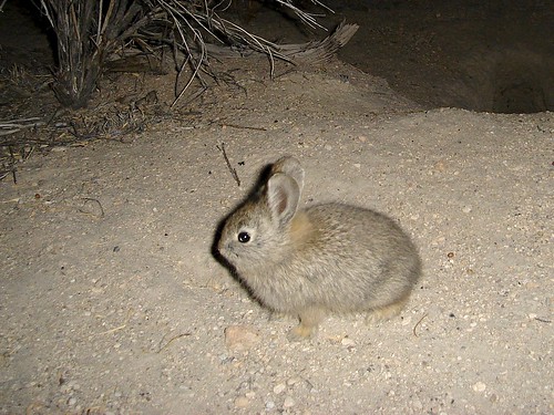 juvenile pygmy rabbit